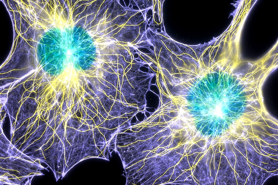 synapses